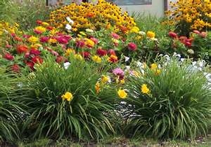 Drought Tolerant Plans 2