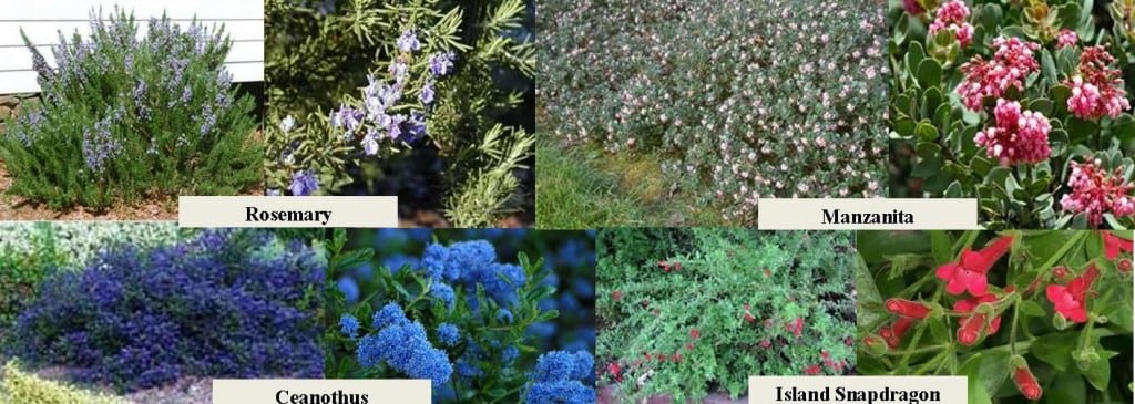 Plants for Blog Article