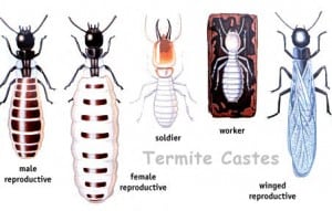 Termites and Taxes