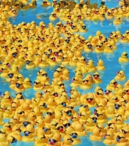 Don’t Let Ducks Quack Up Your Pool Plans
