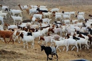 The Morning Commute. Several herds of goats are on their way to their assigned hillside for breakfast in a community association in Orange County. 