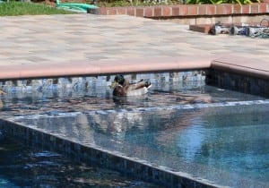 twoducksinpool